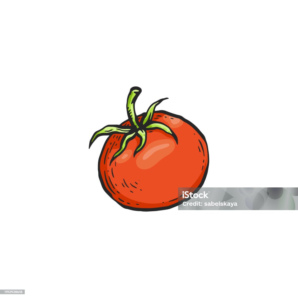 Ilustración de Tomate De Dibujos Animados Rojos Dibujo Aislado De Dibujo De  Verduras De Colores y más Vectores Libres de Derechos de Agricultura -  iStock
