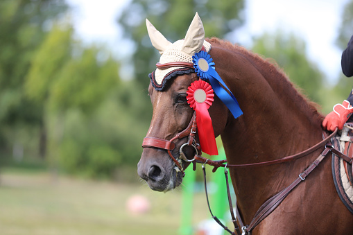 Beautiful purebred show jumper horse canter on the race course after race. Colorful ribbons rosette on head of a beautiful award winner young racehorse on equitation event