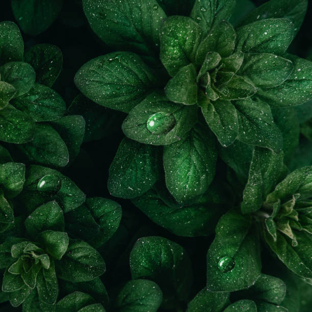 istock Bright green leaves top view minimalistic background 1192929173