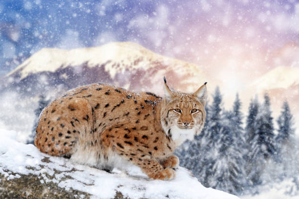 istock Lynx in a snow on winter background 1192929896