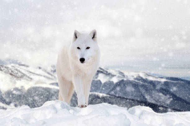istock Wolf in a snow on winter background 1192929897