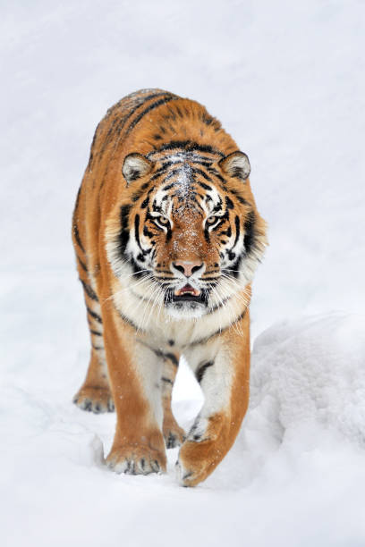 istock Tiger in a snow on winter background 1192929904
