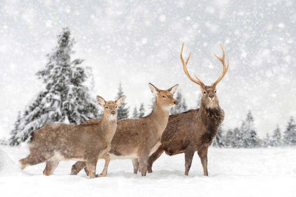 istock Deer in a snow on winter background 1192929906
