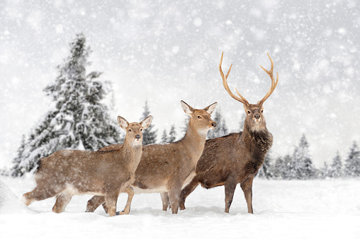 Deer in a snow on winter background. New Year card.