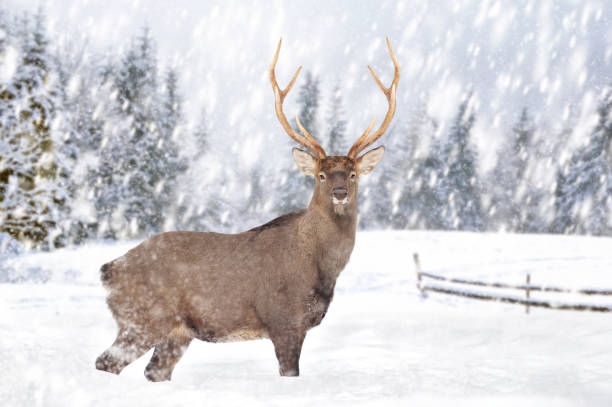 istock Deer in a snow on winter background 1192929907
