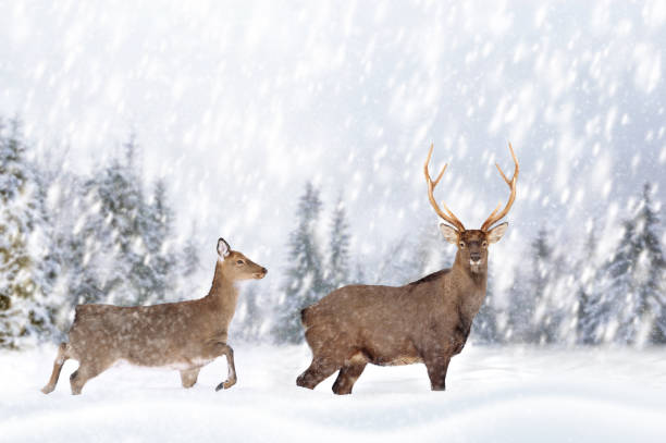 istock Deer in a snow on winter background 1192929908