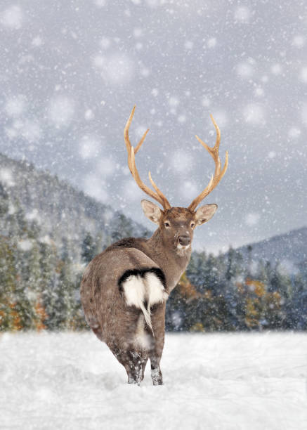 istock Deer in a snow on winter background 1192929911
