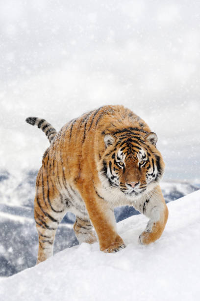 istock Tiger in a snow on winter background 1192929912