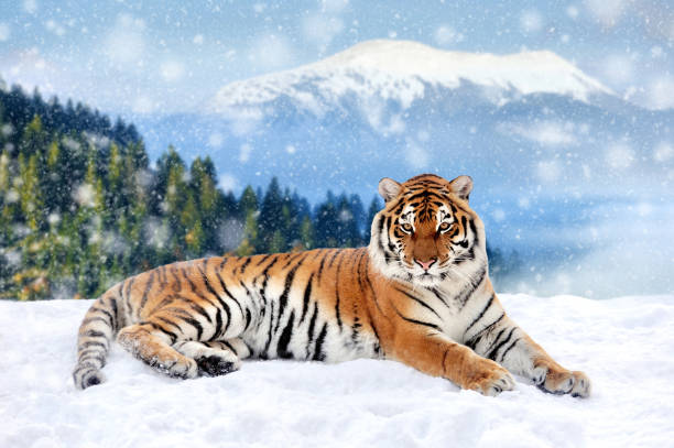 istock Tiger in a snow on winter background 1192929914