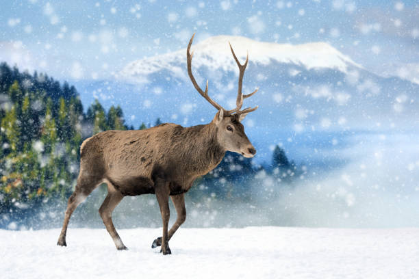 istock Deer in a snow on winter background 1192929915