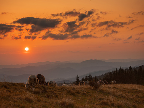 Flock of sheep at sunset in the mountains