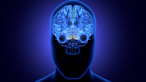 istock 3d render of human body brain anatomy 1192931991