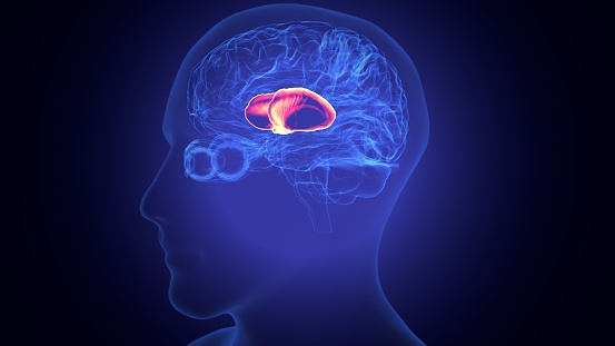 The thalamus ] is a large mass of gray matter in the dorsal part of the encephalitic of the brain with several functions such as relaying of sensory signals, including motor signals to the cerebral cortex and the regulation of consciousness, sleep, and alertness.