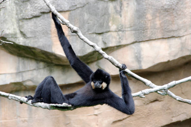 istock Northern Whitecheek Gibbon, Latin Nomascus Iucogenys 1192933129