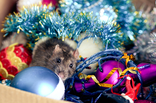 A homemade decorative rat of black white sits in a box with Christmas toys. Symbol of 2020 on the Chinese calendar. New year