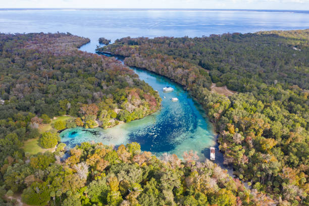 bosque nacional de ocala - silver glen springs - saint johns river fotografías e imágenes de stock