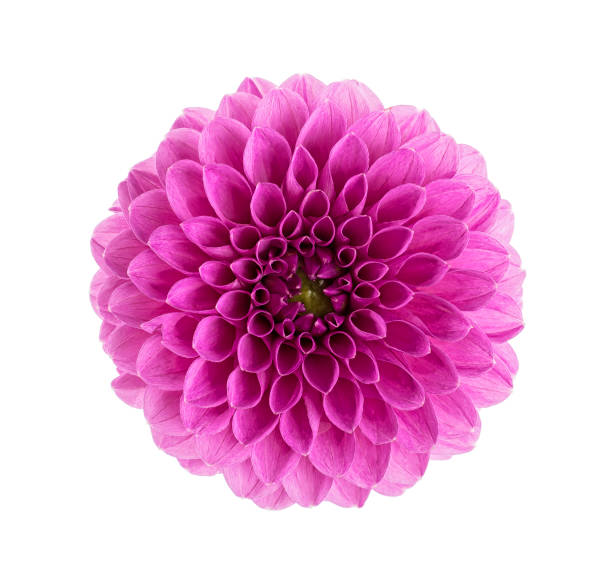 istock Dahlia flower head isolated on a white background. Violet color. 1192937932