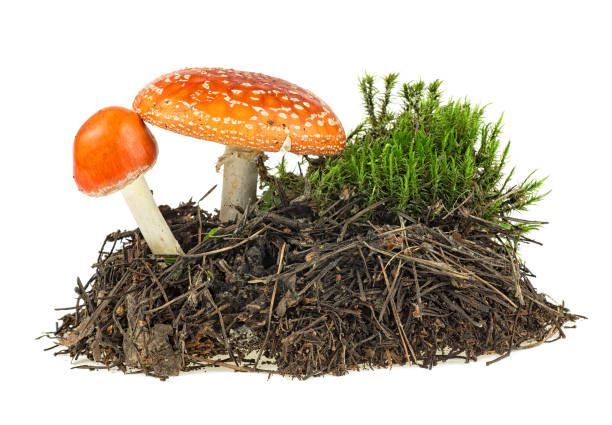 istock Fly agaric mushrooms with green moss isolated over white background 1192937949