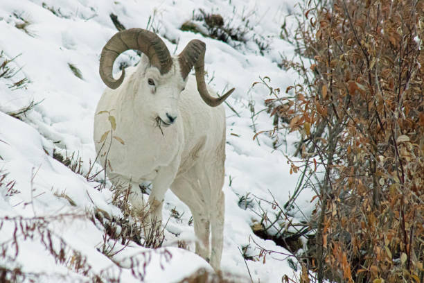 istock Dahl Sheep Ram in snow 1192938348