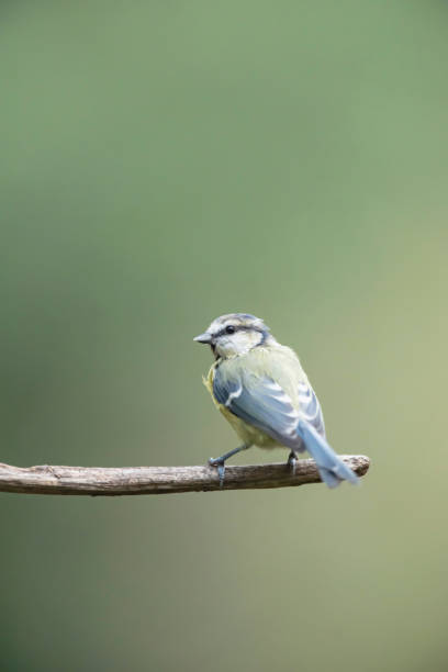 istock Blue tit on branch in forest. 1192938679