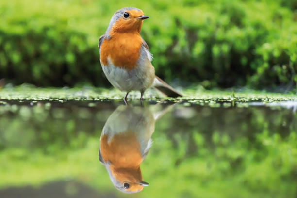 istock Robin redbreast stands in forest pond. 1192938684