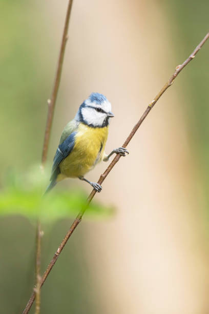 istock Blue tit on twig of bush in summer. 1192938720