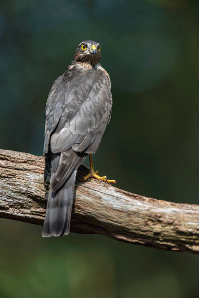 istock Sparrowhawk in branch in sunny summer forest. 1192938756