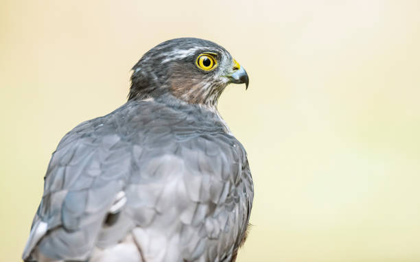 istock Side view portrait of sparrowhawk. 1192938761