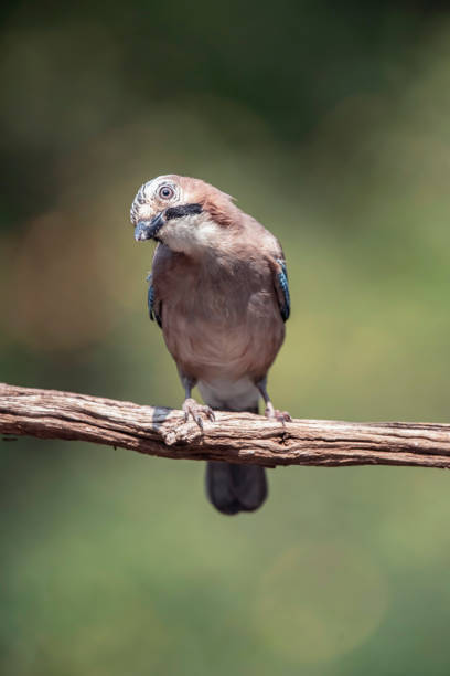 Curious jay bird on branch in sunny summer forest. Looking towards camera. Curious jay bird on branch in sunny summer forest. Looking towards camera. eurasian jay photos stock pictures, royalty-free photos & images