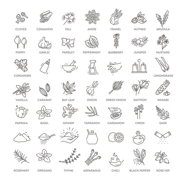 ilustraciones, imágenes clip art, dibujos animados e iconos de stock de conjunto de iconos de condimento. conjunto de esquema de iconos vectoriales de condimentos - herb