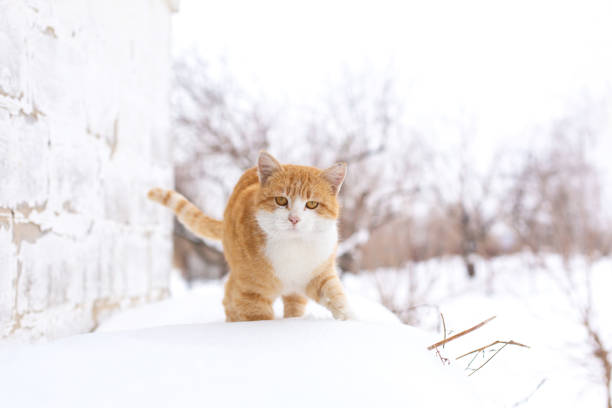 istock Fat red cat walks in the snow 1192939697