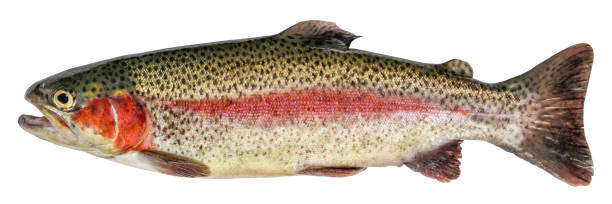 istock Rainbow trout fish isolated on white background. Side view 1192941265