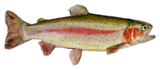 istock Rainbow trout fish. Isolated on a white background (Oncorhynchus mykiss) 1192941278