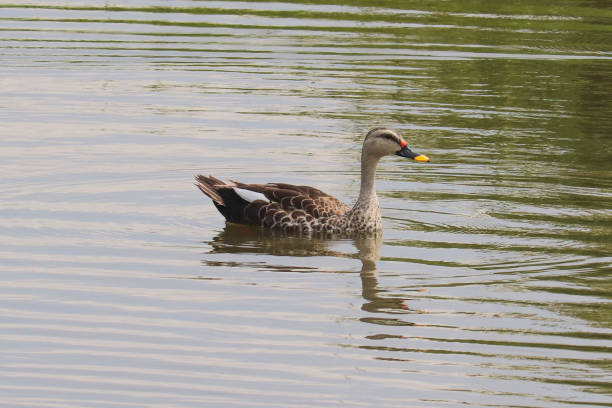 Indian Spot-Billed Duck With White Tertials Moving Towards Right