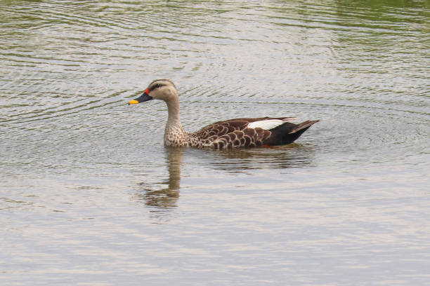istock Indian Spot-Billed Duck With White Tertials Moving Towards Left 1192943569