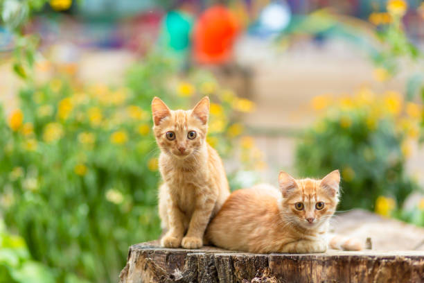 Wild ginger kittens are resting in a tree garden.