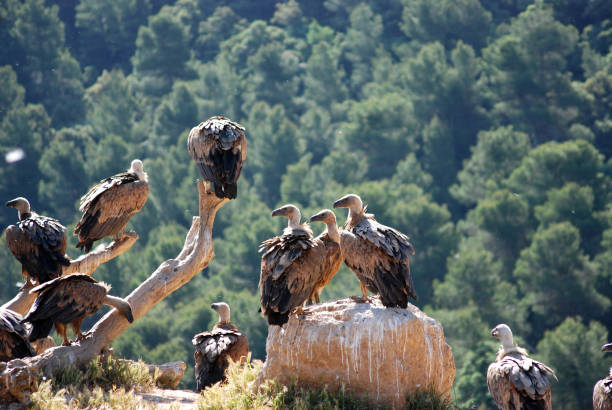 bull - griffon vulture imagens e fotografias de stock