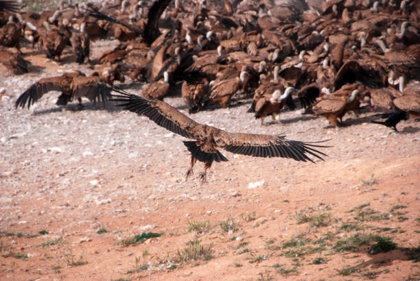 istock Griffon Vulture in a natural park 1192944528