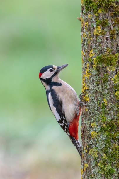 istock Male great spotted woodpecker 1192944777