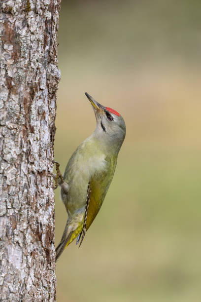 istock Male grey-headed woodpecker 1192944779