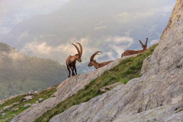 istock Ibex , Range of Mont Blanc , French Alps 1192944859