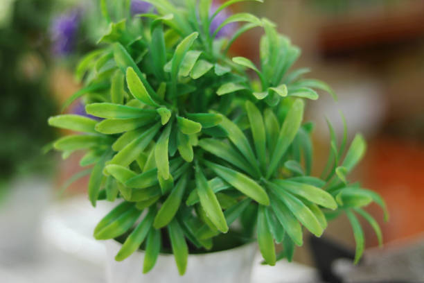 istock Decorative Green Leaves With Blur Background 1192945069