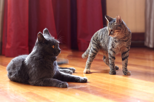 Dos gatos se comunican o juegan en casa. Uno es de color tabby, de pie con expresión de rostro disgustado; el segundo es gris, acostado después de luchar. Ⅰ photo