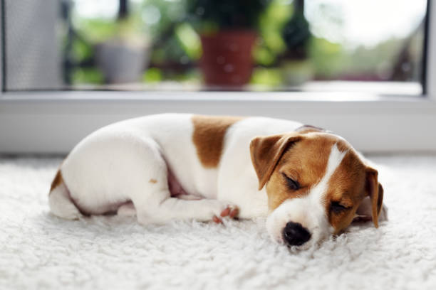 istock Jack russel terrier puppy sleeping on white carped 1192950774