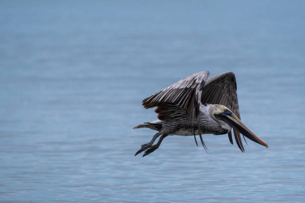 istock Wild Brown Pelican bird flying over the sea. 1192955018