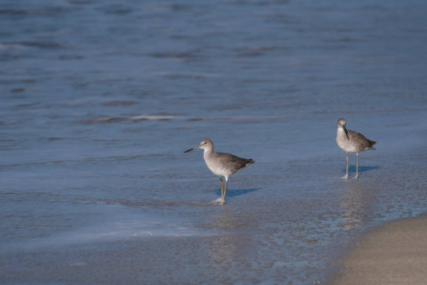istock Two Common Sandpipers wading in the sea. 1192955031