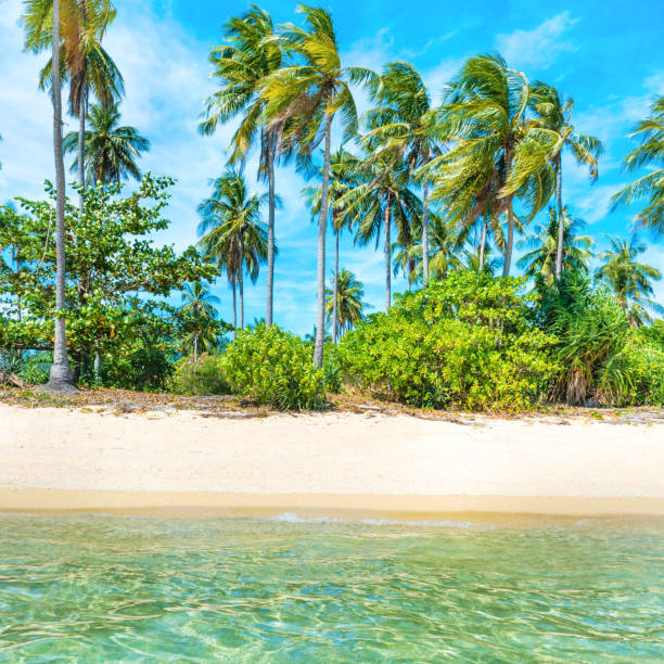 istock Beautiful beach at tropical island with palm trees 1192955081