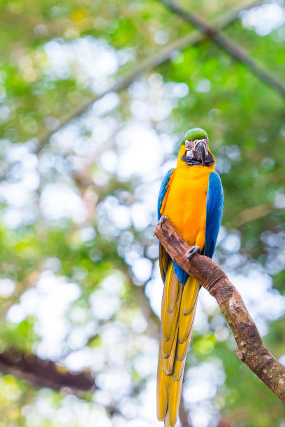 istock Blue yellow parrot-ara, Brasil Foz do Iguazu. With selective focus. Vertical. 1192955273