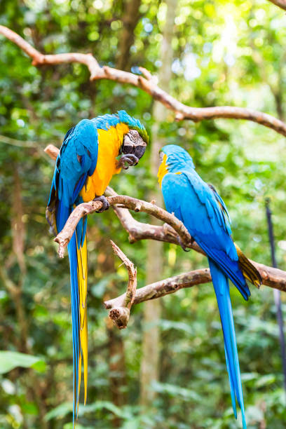 istock Blue yellow parrot-ara, Brasil Foz do Iguazu. With selective focus. Vertical. 1192955277