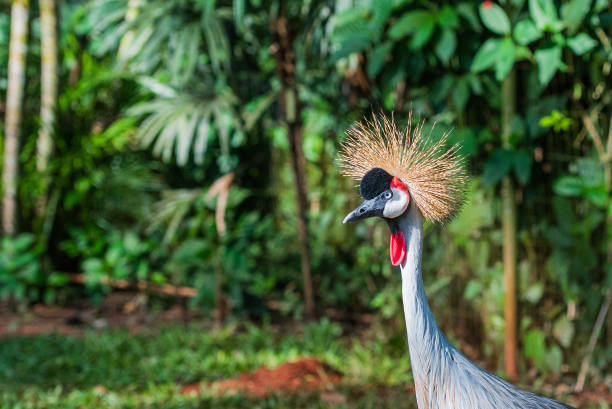 istock Grey crowned crane, Brasil Foz do Iguazu. With selective focus. 1192955972